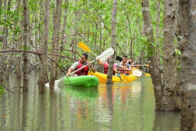 Damas Island Mangrove Kayaking Tour from Manuel Antonio - A Deep Dive into the Mangrove Kayaking Experience