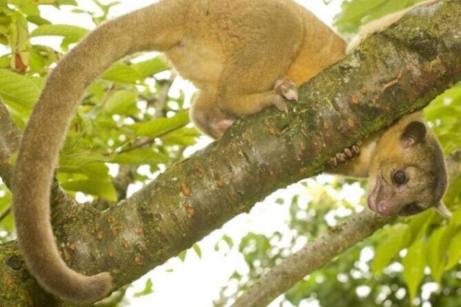 Damas Island Mangrove Tour with Monkeys - What Travelers Can Expect