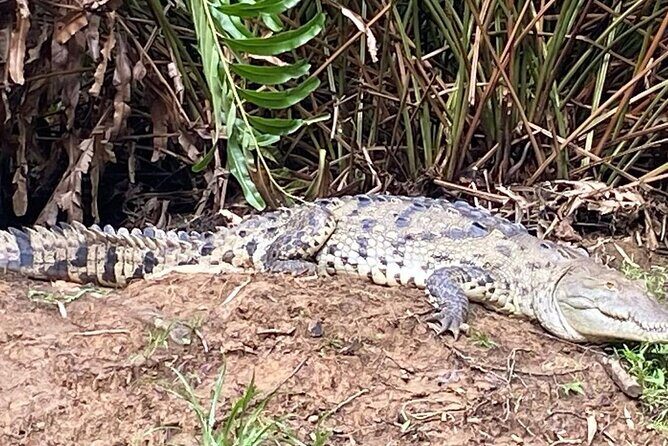 Damas Island Mangrove Tour with Monkeys - Who Will Love This Tour?