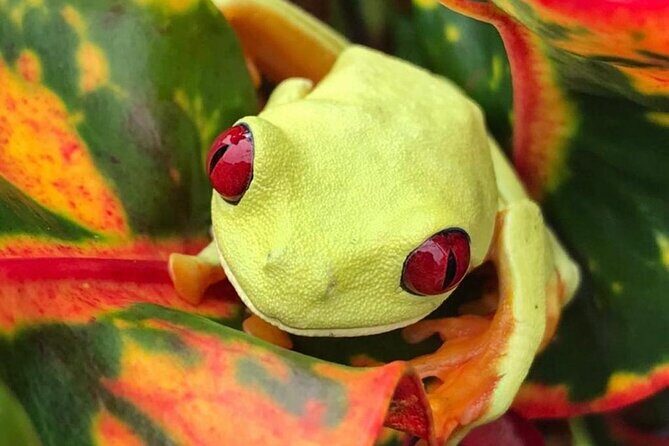 Damas Island Mangrove Tour with Monkeys - Meeting at the Embarcadero