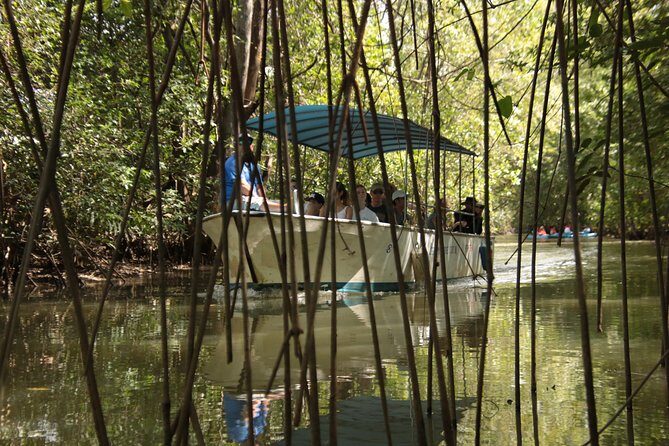 Damas Mangroove Boat Tour from Manuel Antonio - Discovering the Damas Mangroves: A Naturalist’s Dream