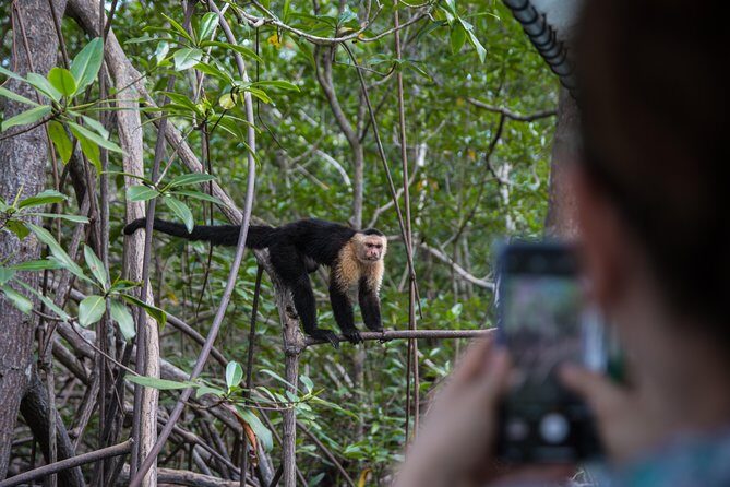 Damas Mangroove Boat Tour from Manuel Antonio - FAQ