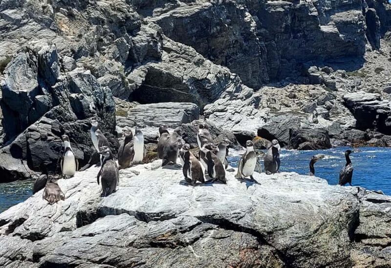 Damas or Chañaral islands: Whales & Humboldt Penguin Reserve - Why This Tour Offers Value