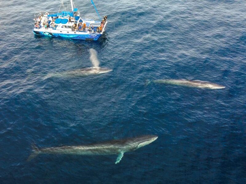 Dana Point Dolphin & Whale Watching With Underwater Viewing - A Detailed Look at the Dana Point Dolphin & Whale Watching Experience