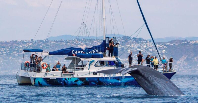 Dana Point Dolphin & Whale Watching With Underwater Viewing - Is This Tour Worth It?