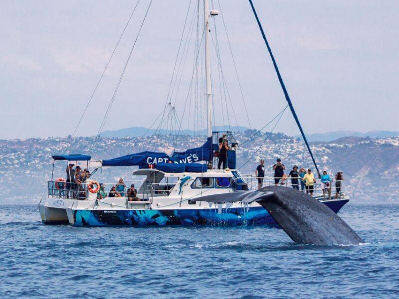Dana Point Dolphin & Whale Watching With Underwater Viewing - FAQs
