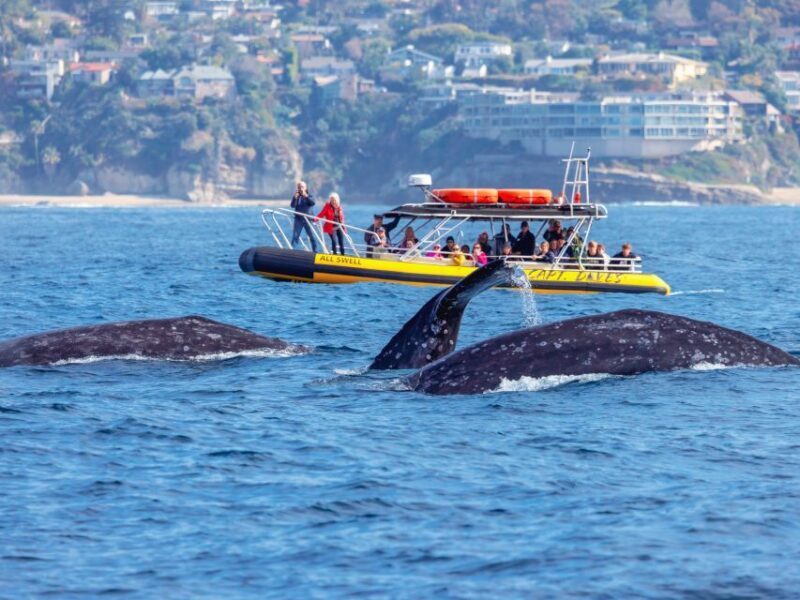 Dana Point Fast & Fun Zodiac-Style Dolphin & Whale Watching - Key Points