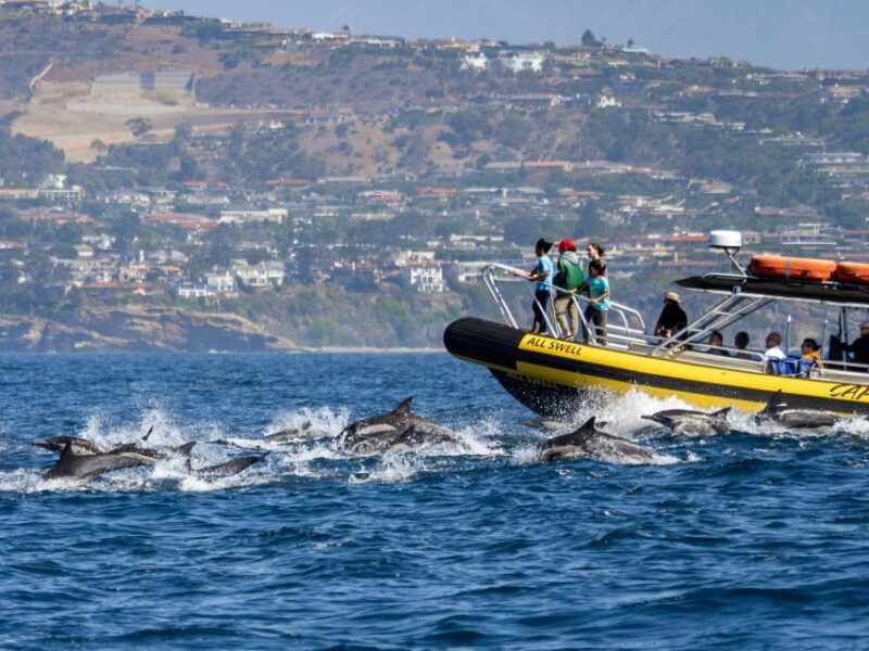 Dana Point Fast & Fun Zodiac-Style Dolphin & Whale Watching - In-Depth Review of the Dana Point Zodiac Whale & Dolphin Tour