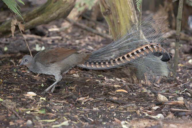 Dandenong Ranges Private Day Tour - Practical Tips for Your Visit
