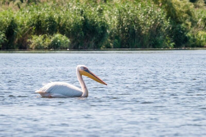 Danube Delta - 2-Day Tour from Bucharest - Discover the Danube Delta in Two Days from Bucharest