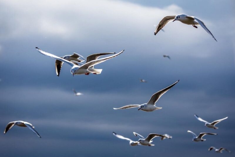 Danube Delta - 2-Day Tour from Bucharest - Who Should Consider This Tour?