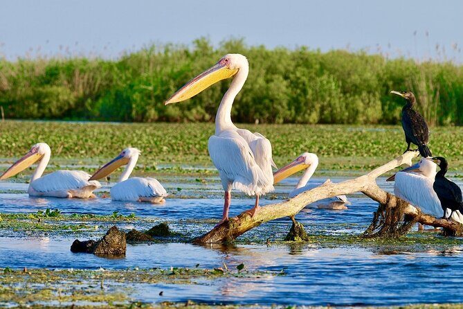 Danube Delta and Black See - 2 Days Private Tour from Bucharest - Frequently Asked Questions