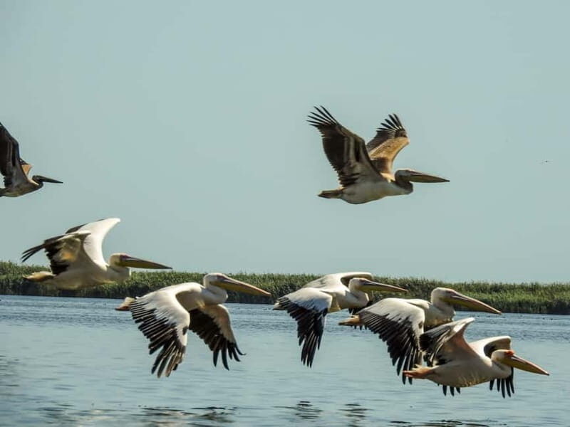 Danube Delta: Birds & Secret Channels 4-Day Tour - Key Points