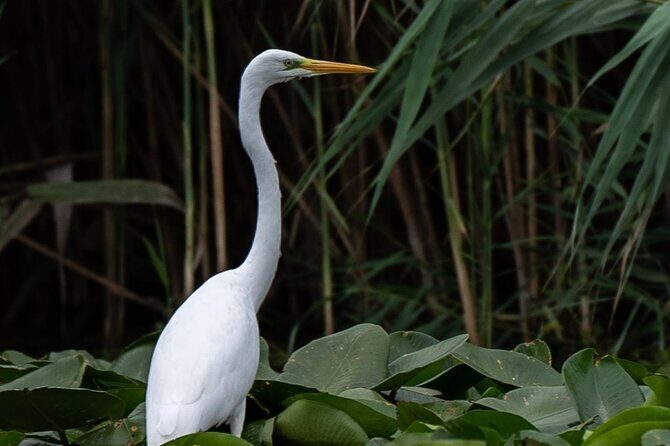 Danube Delta - Private Tour with Boat Trip & Traditional Lunch - The Sum Up