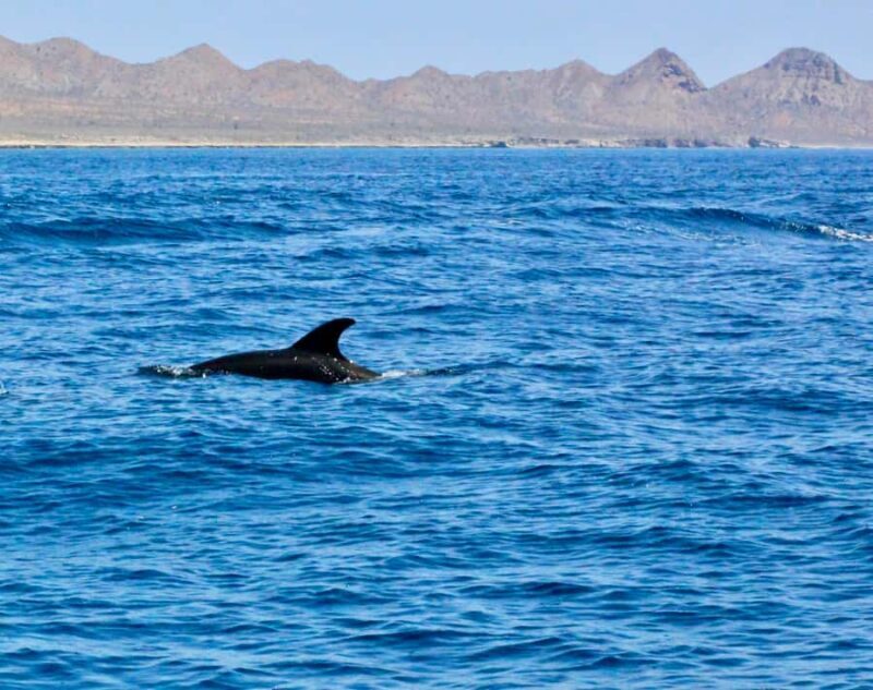 Danzante Island & Snorkel Tour from Villa del Palmar Hotel - Danzante Island & Snorkel Tour from Villa del Palmar Hotel