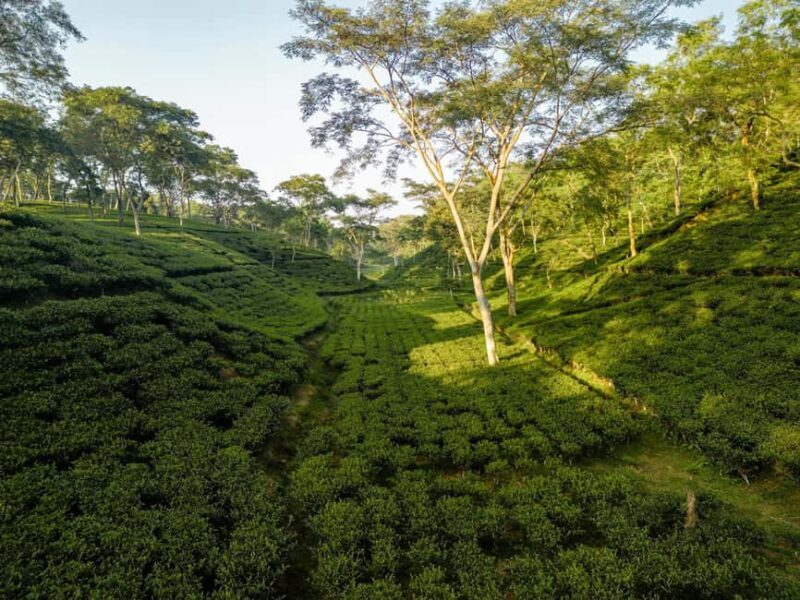Darjeeling: 4 Day Tour w Tea Garden Visit, transfers & stay - An In-Depth Look at the Darjeeling 4-Day Tour