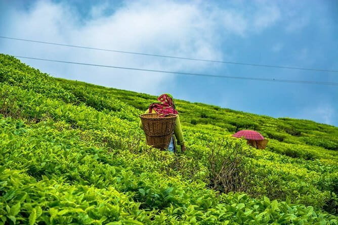 Darjeeling Full-Day Sightseeing Tour with Guide & Transports - Frequently Asked Questions