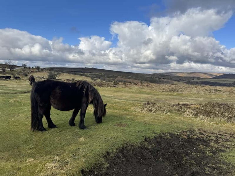 Dartmoor: Guided Hiking Tours FULL Day - The Terrain and Challenge