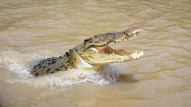 Darwin: Adelaide River Cruises, Jumping Crocodile Experience - Key Points