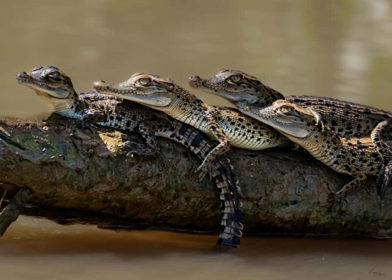 Darwin: Adelaide River Cruises, Jumping Crocodile Experience - An In-Depth Look at the Crocodile Cruise