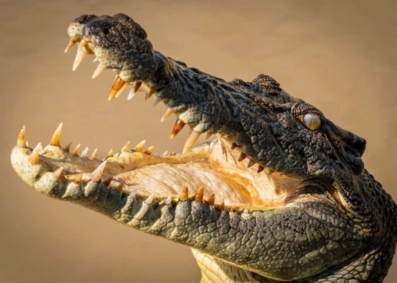 Darwin: Adelaide River Cruises, Jumping Crocodile Experience - Frequently Asked Questions