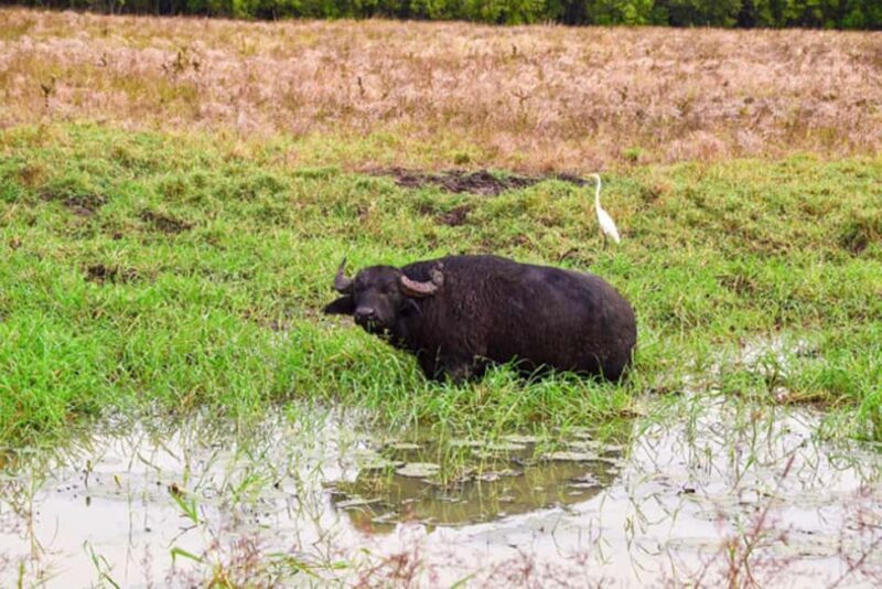 Darwin: Jumping Crocodile Adventure Cruise with Lunch - Darwin: Jumping Crocodile Adventure Cruise with Lunch
