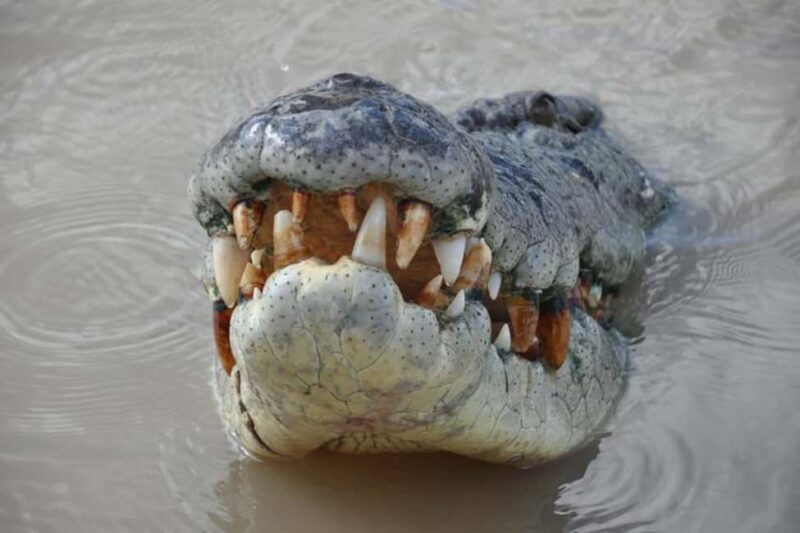 Darwin: Jumping Crocodile Adventure Cruise with Lunch - A Deep Dive into the Experience