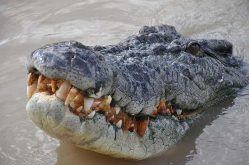Darwin: Jumping Crocodile Adventure Cruise with Lunch - Practical Information and Tips
