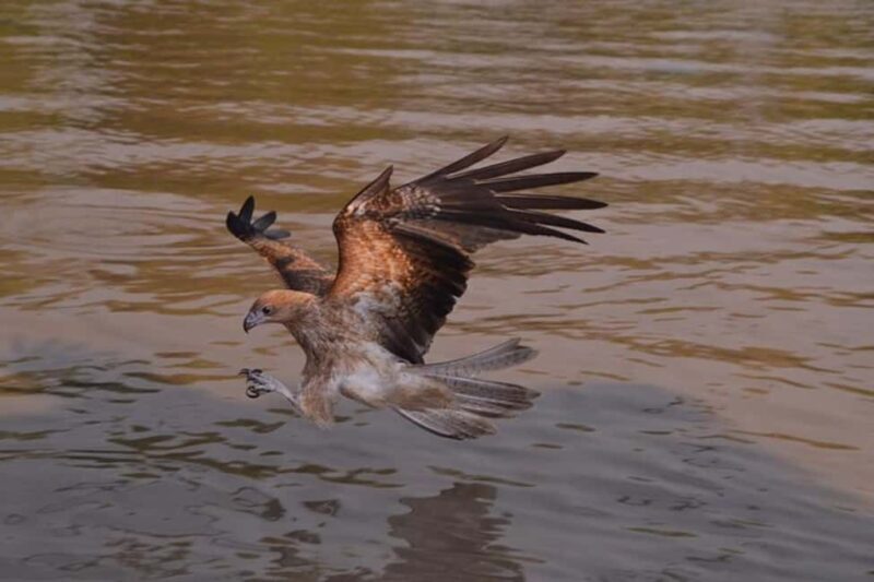 Darwin: Jumping Crocodile Adventure Cruise with Lunch - Frequently Asked Questions