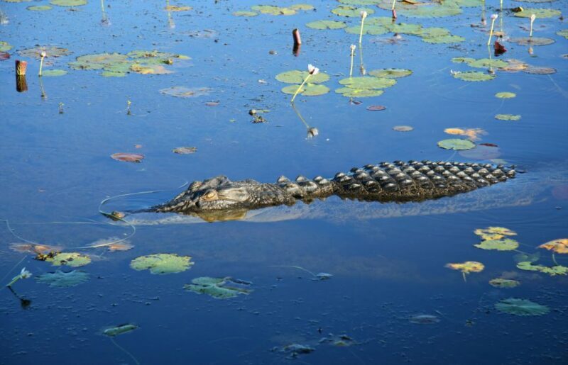 Darwin: Kakadu National Park Day Trip - Key Points