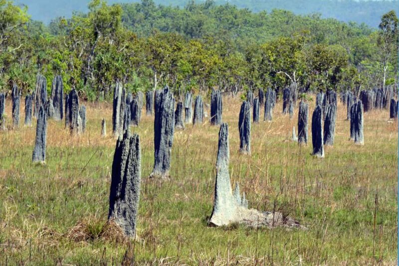 Darwin: Litchfield Park Sub-Tropical Escape - A Private tour - A Detailed Look at the Tour Experience