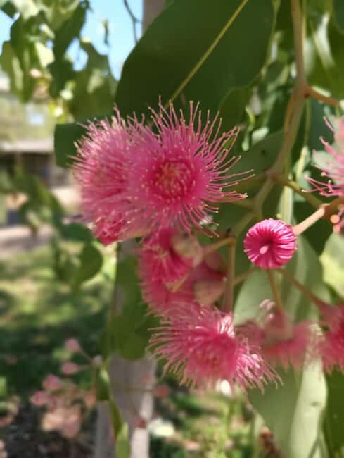 Darwin: Litchfield Park Sub-Tropical Escape - A Private tour - FAQs