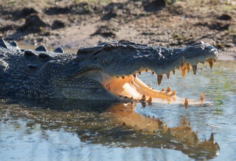 Darwin: Mary River Wetlands Wildlife Cruise with Lunch - A Detailed Look at the Tour Experience