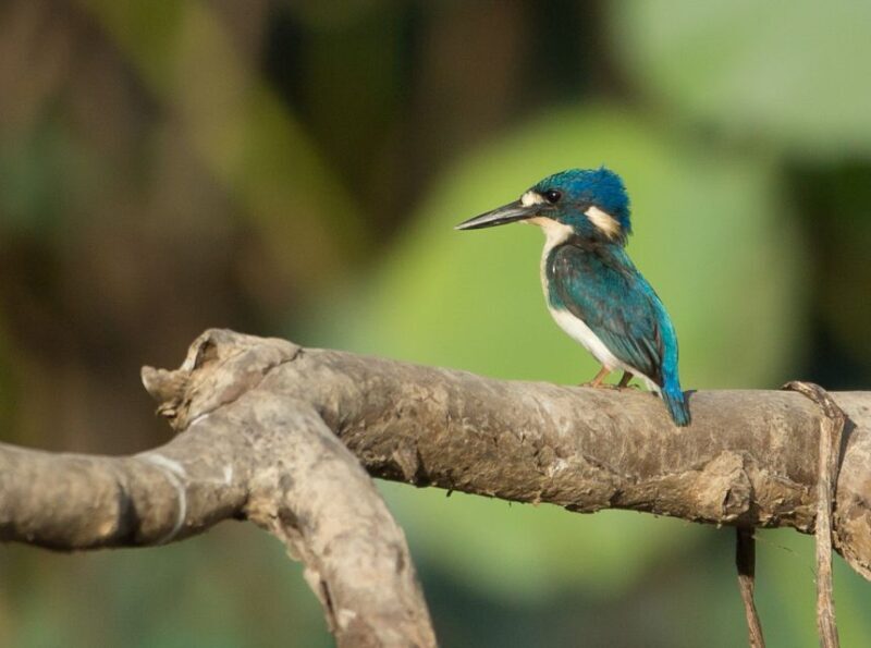 Darwin: Mary River Wetlands Wildlife Cruise with Lunch - What Makes This Tour Stand Out?