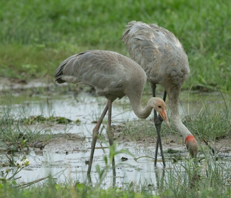 Darwin: Mary River Wetlands Wildlife Cruise with Lunch - Who Should Consider This Tour?