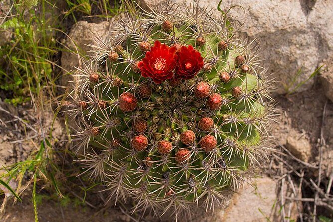 Darwin's Route: Traversing the Chilean Palm Forest - Key Points