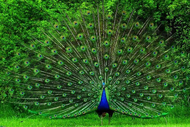 Day Excursion from Colomb to Yala Safari (Leopard Safari Tour) - Frequently Asked Questions