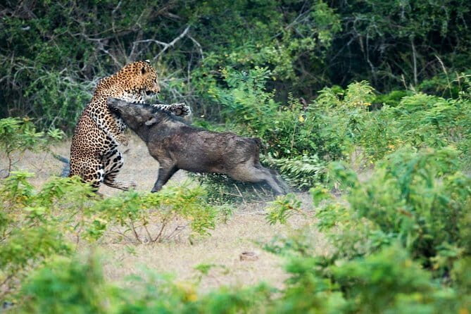 Day Excursion to Udawalawe from Colombo - Final Thoughts