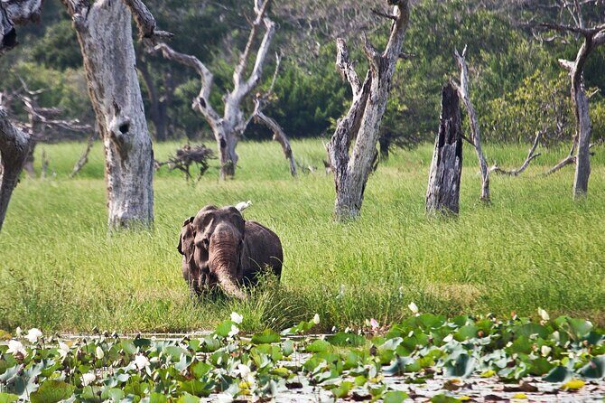Day Excursion to Yala National Park From Colombo - Who Will Love This Tour?