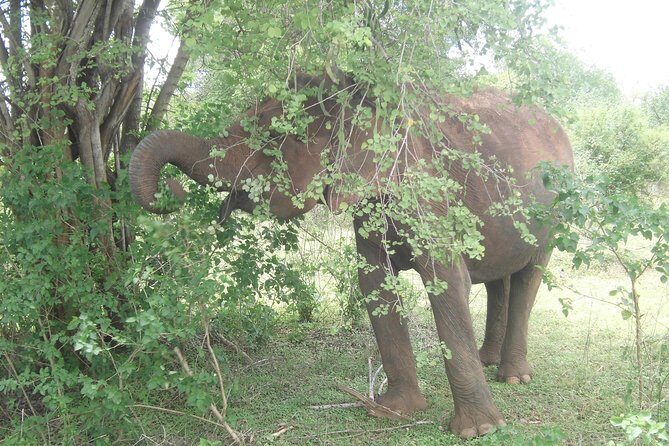 Day Excursions To Udawalawe National Park From Negombo - Authentic Conservation Efforts and Wildlife Encounters