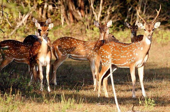 Day Excursions To Udawalawe National Park From Negombo - Practical Tips for Your Udawalawe Day Trip
