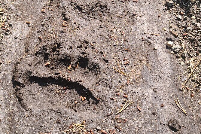 Day Hike in Yellowstone - Why You Should Consider This Experience