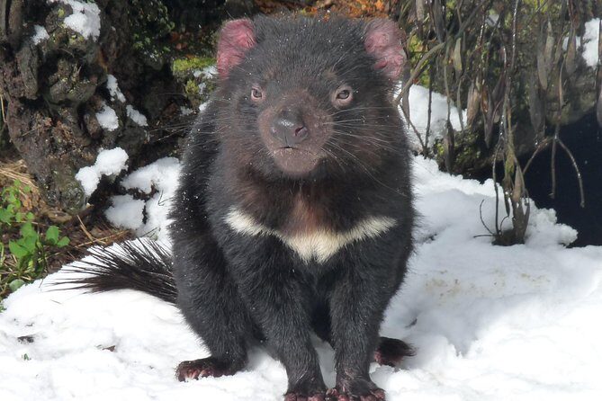 Day Keeper Tour - The Complete Experience at Cradle Mountain’s Wildlife Sanctuary