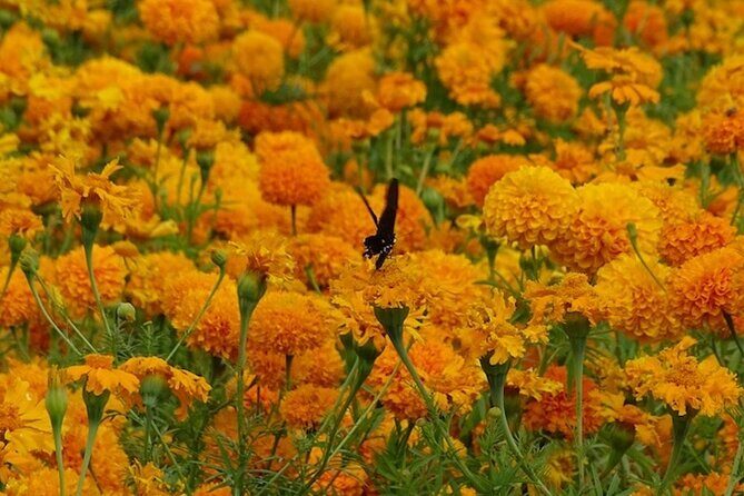 Day of the Dead Tour in Atlixco from Mexico City - The Sum Up