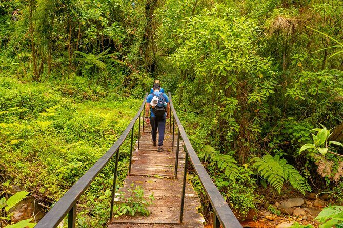 Day pass Iral Cloud Forest trails and lunch - An In-Depth Look at the Iral Cloud Forest Day Pass