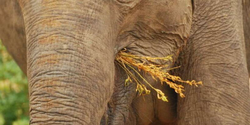 Day Safari From Hambantota - Key Points