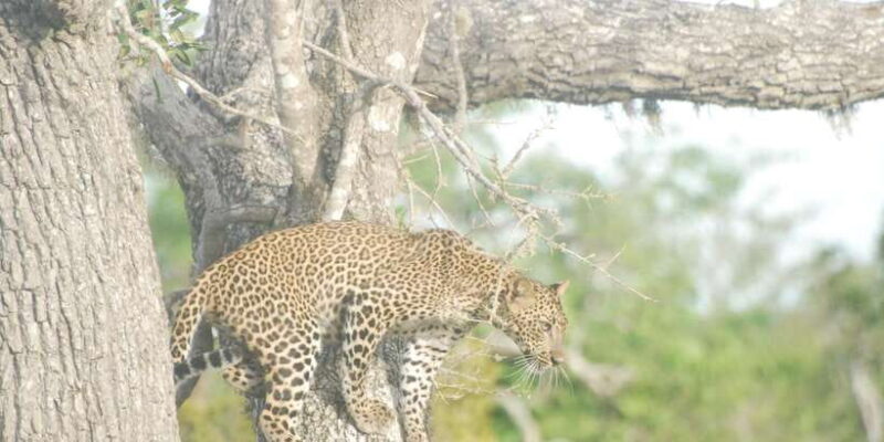 Day Safari From Hambantota - FAQ