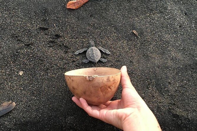 Day Tour Between Mangroves, Fishing & Black Sand Beach Activities + Lunch - Discovering the Heart of the Tour