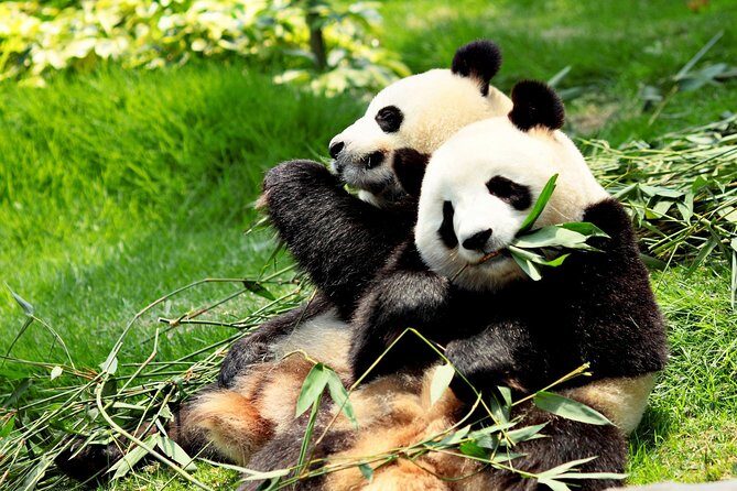 Day Tour: Chengdu Panda Breeding Base and Leshan Giant Buddha - Experience Chengdu’s Most Famous Attractions in One Day