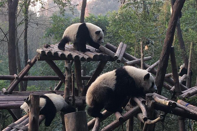 Day Tour: Chengdu Panda Breeding Base and Leshan Giant Buddha - Key Points